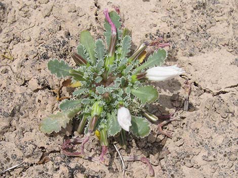 Holy Dandelion (Glyptopleura setulosa)