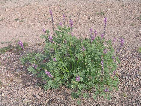 Arizona Lupine (Lupinus arizonicus)