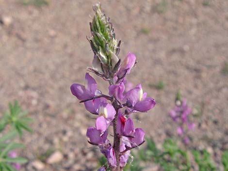 Arizona Lupine (Lupinus arizonicus)