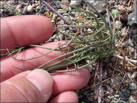 Desert Dandelion (Malacothrix glabrata)