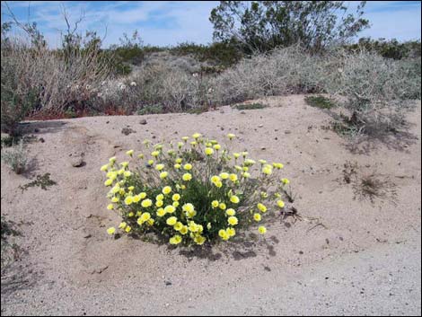 Desert Dandelion (Malacothrix glabrata)