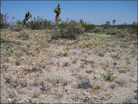 Desert Dandelion (Malacothrix glabrata)