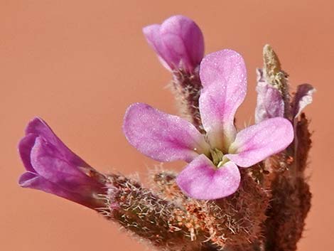 African Mustard (Strigosella africana)