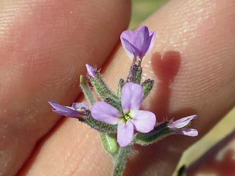 African Mustard (Strigosella africana)