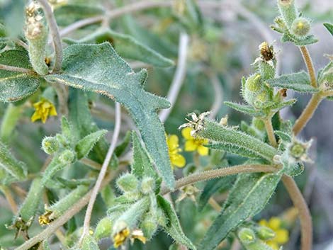 Whitestem Blazingstar (Mentzelia albicaulis)