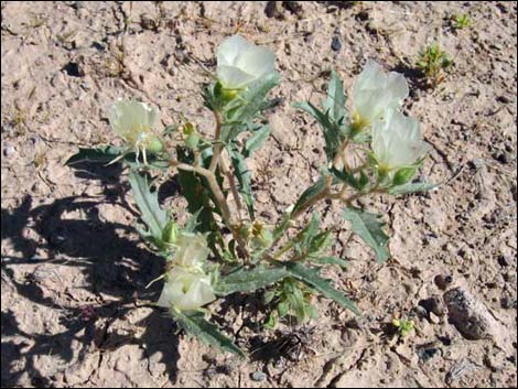 Whitebract Blazingstar (Mentzelia involucrata)