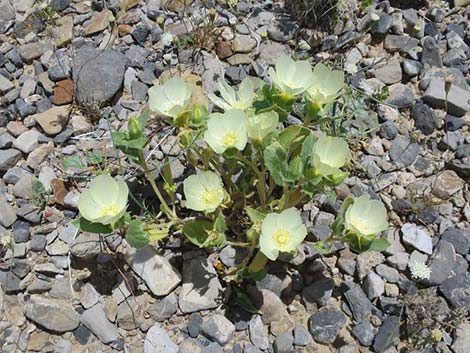 Whitebract Blazingstar (Mentzelia involucrata)