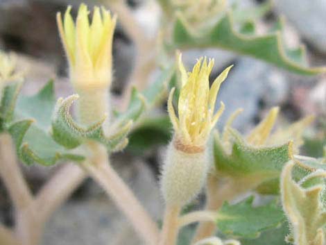 Reflexed Blazingstar (Mentzelia reflexa)