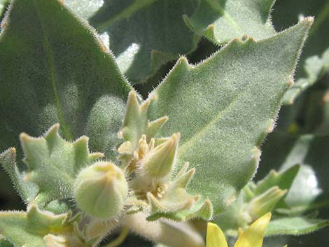 Reflexed Blazingstar (Mentzelia reflexa)