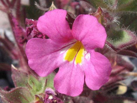 Bigelow's Monkeyflower (Mimulus bigelovii)