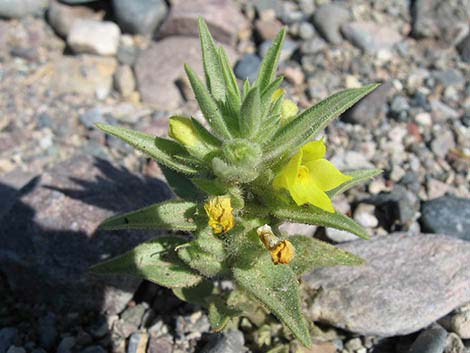 Golden Desert-snapdragon (Mohavea breviflora)