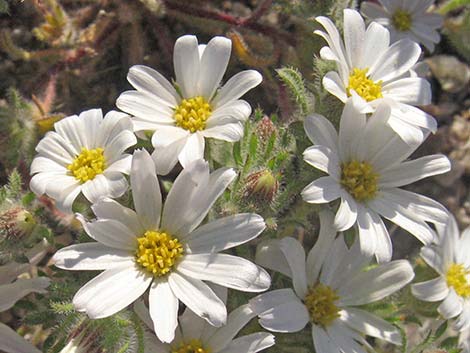 Daisy Desertstar (Monoptilon bellidiforme)