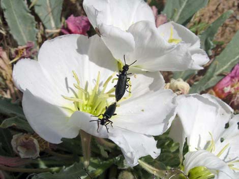 Birdcage Evening Primrose (Oenothera deltoides)