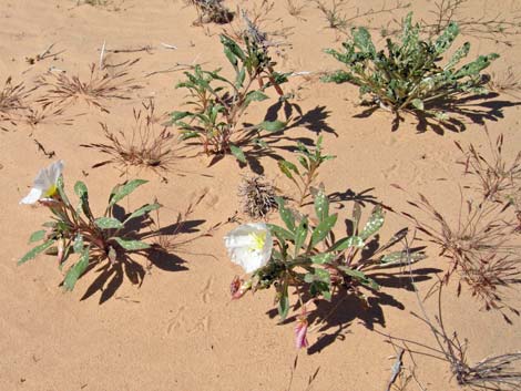 Birdcage Evening Primrose (Oenothera deltoides)