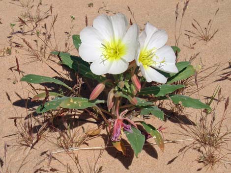 Birdcage Evening Primrose (Oenothera deltoides)