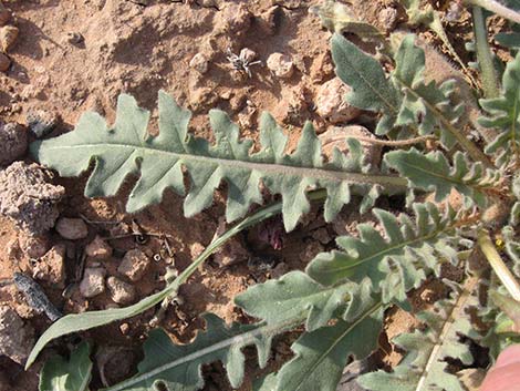 Desert Evening Primrose (Oenothera primiveris)