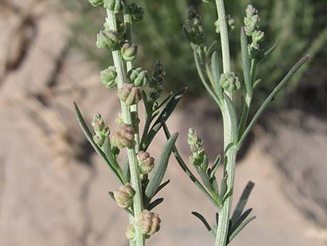 Lineleaf Whitepuff (Oligomeris linifolia)