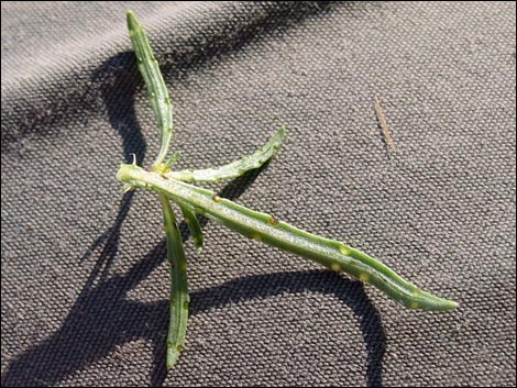 Manybristle Chinchweed (Pectis papposa)