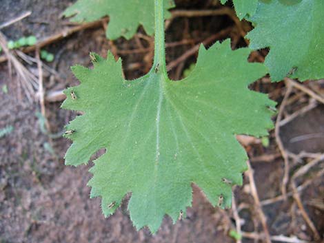 Emory's Rockdaisy (Perityle emoryi)