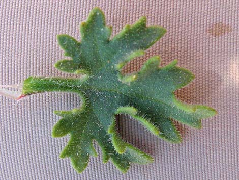 Emory's Rockdaisy (Perityle emoryi)