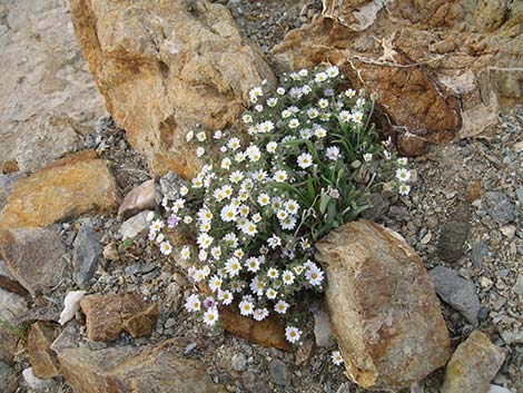 Emory's Rockdaisy (Perityle emoryi)