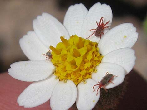 Emory's Rockdaisy (Perityle emoryi)