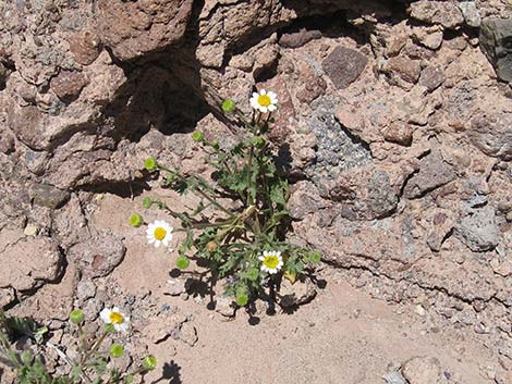 Emory's Rockdaisy (Perityle emoryi)