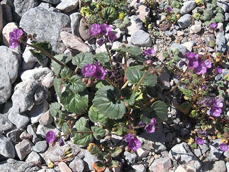 Caltha-leaf Phacelia (Phacelia calthifolia)