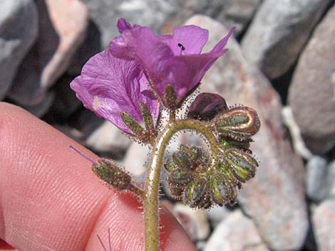 Caltha-leaf Phacelia (Phacelia calthifolia)