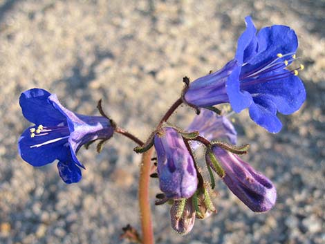 Desertbells (Phacelia campanularia ssp. vasiformis)