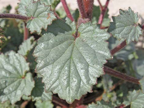 Desertbells (Phacelia campanularia ssp. vasiformis)