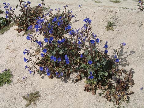 Desertbells (Phacelia campanularia ssp. vasiformis)