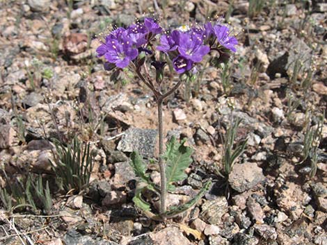 Notch-leaf Phacelia (Phacelia crenulata)