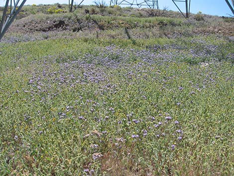 Notch-leaf Phacelia (Phacelia crenulata)