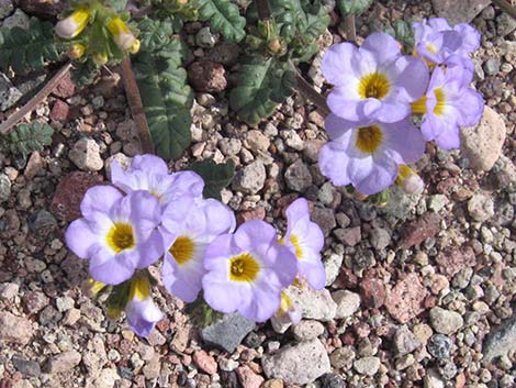 Fremont's Phacelia (Phacelia fremontii)