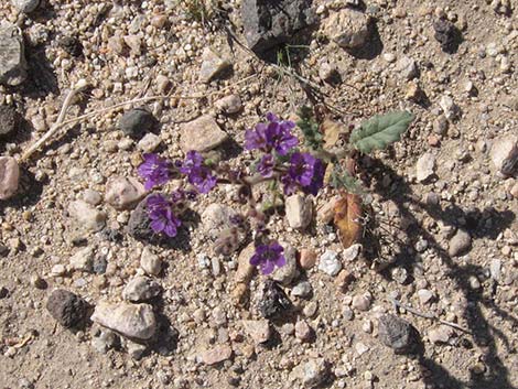 Fremont's Phacelia (Phacelia fremontii)