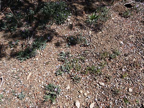 Fremont's Phacelia (Phacelia fremontii)