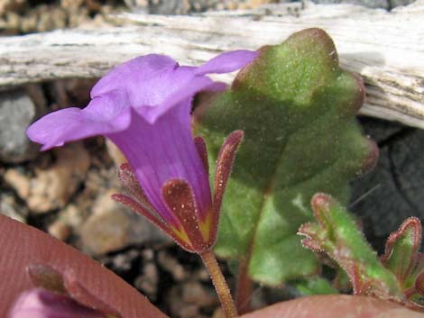 Beautiful Phacelia (Phacelia pulchella)