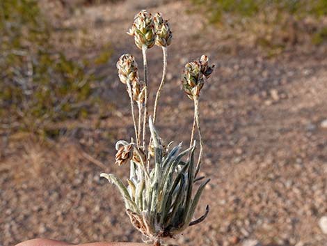 Desert Indianwheat (Plantago ovata)