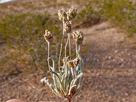 Desert Indianwheat (Plantago ovata)