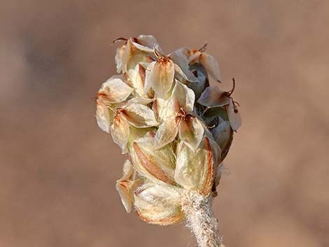 Desert Indianwheat (Plantago ovata)