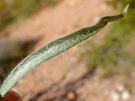 Desert Indianwheat (Plantago ovata)