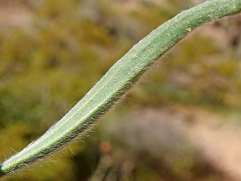 Desert Indianwheat (Plantago ovata)