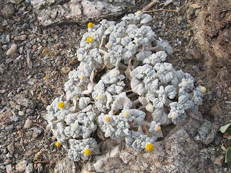 Velvet Turtleback (Psathyrotes ramosissima)