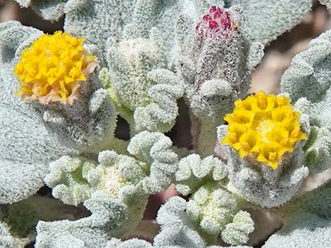 Velvet Turtleback (Psathyrotes ramosissima)