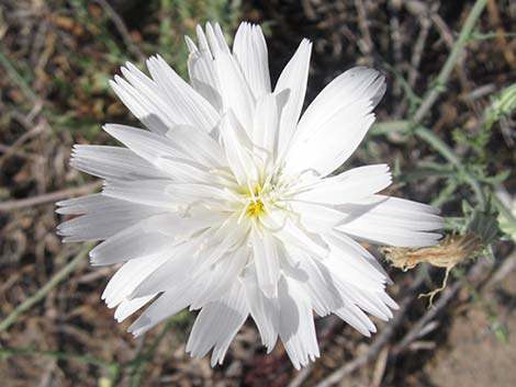 Desert Chicory (Rafinesquia neomexicana)