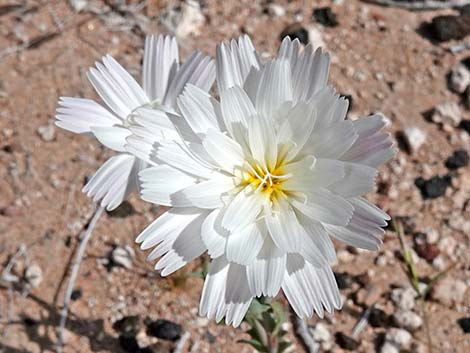 Desert Chicory (Rafinesquia neomexicana)