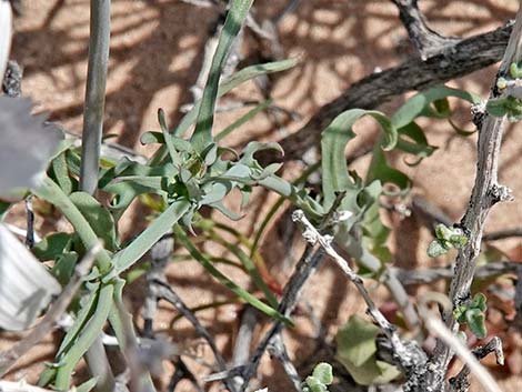 Desert Chicory (Rafinesquia neomexicana)