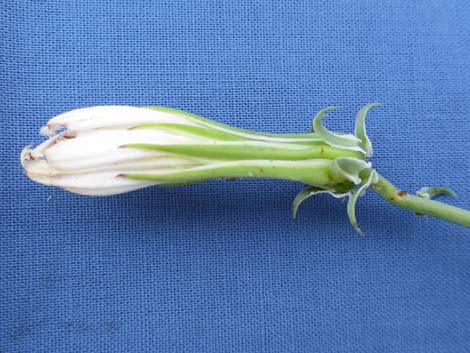 Desert Chicory (Rafinesquia neomexicana)