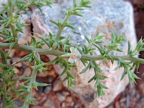 Prickly Russian Thistle (Salsola paulsenii)